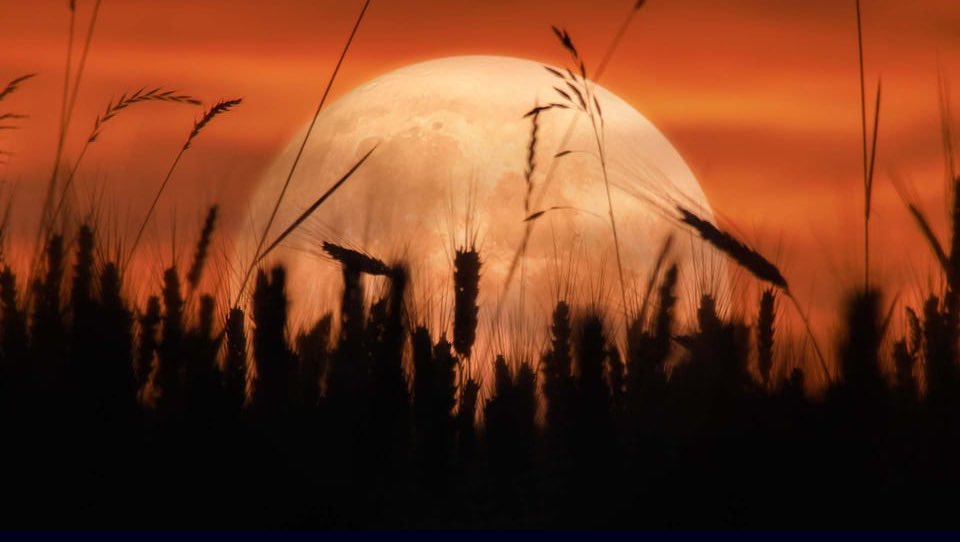 AgroReGenerations.io tweet media