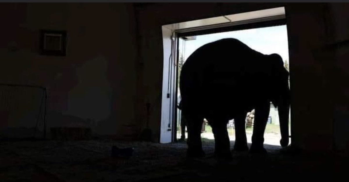 Cosmicbrigade's tweet photo. The trust of the innocent is the liars most useful tool.
(S King)
And we know #Lucy is the innocent party in all this cruelty and we know zoo manager G Dewar seems incapable of telling the truth.
#SetLucyFree #SanctuaryHealsElephants https://t.co/BQyTEESx8U