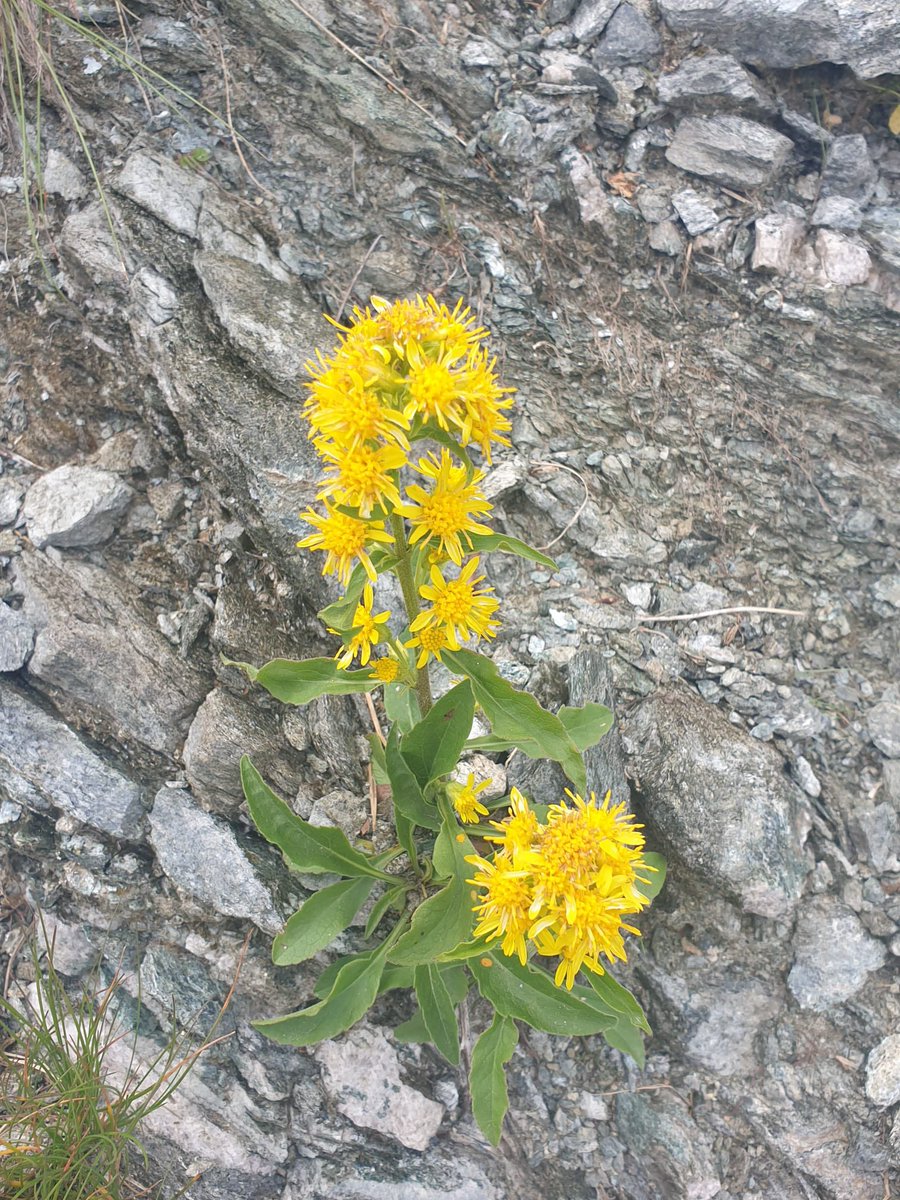 Mountain flowers