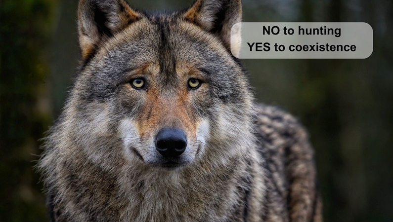 OTOP_tweets's tweet photo. 🐺🐺🐺Jutro odbędzie się tzw. COREPER dotyczący zmiany statusu wilka w ramach Konwencji Berneńskiej.
Mówimy STANOWCZE NIE dla zmniejszenia ochrony wilka w UE❗️❌
@donaldtusk @KPRM_CIR  @MKiS_GOV_PL @DorozalaMikolaj @Ula_Zielinska @hennigkloska https://t.co/dt2iJensVk