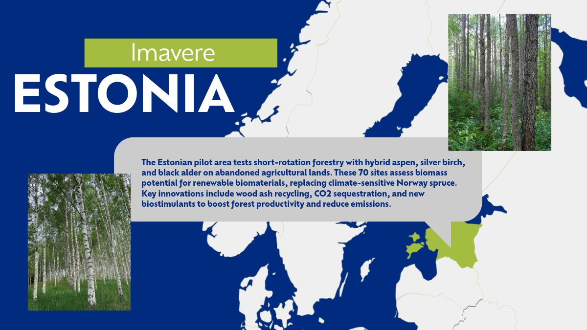 EcoloopEU's tweet photo. 🌳Exploring Sustainable Forestry at the Estonian #ECOLOOP Pilot!
 
Focused on short-rotation forestry with hybrid aspen, birch, and alder on   abandoned lands. Innovations include biogas, CO2 sequestration, and   eco-friendly biostimulants🌍
 
#HorizonEU #RuralEnergy #EUbioenergy https://t.co/KJeqqyYS8I