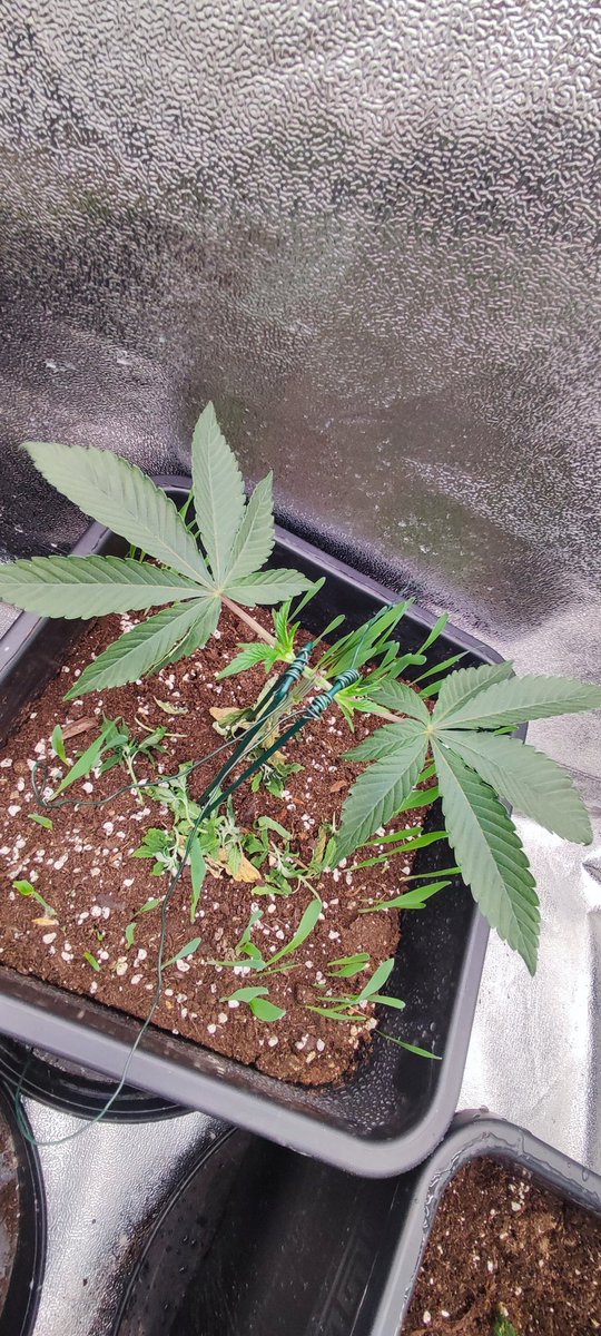 2 RS11 x RS11 
1 king kush breath
1 ZAKE permanent marker x KMINT
💚💦FULL ORGNIC RUN🐞🪱🤤💨