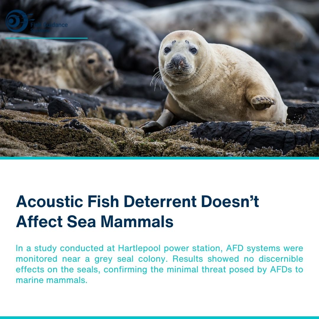 FishGuidance's tweet photo. In a study conducted at Hartlepool power station, AFD systems were monitored near a grey seal colony. Results showed no discernible effects on the seals, confirming the minimal threat posed by AFDs to marine mammals. https://t.co/5PfeCIdQyL