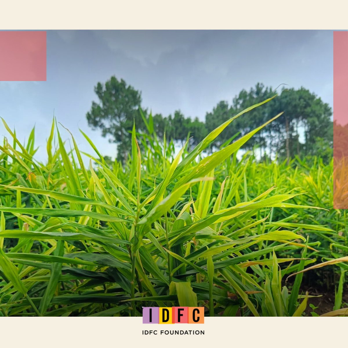 IDFC Foundation tweet media