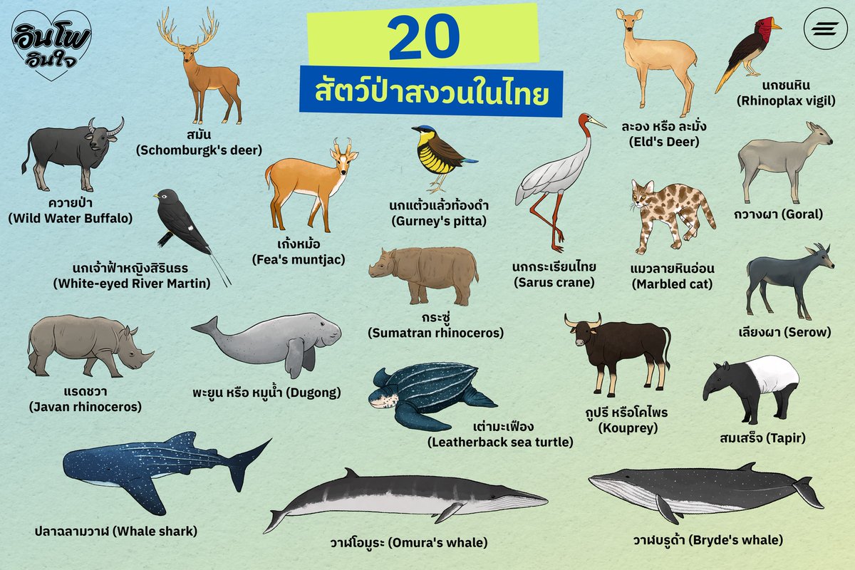 rw_akas's tweet photo. ขอแปะภาพสัตว์สงวนเพิ่มนะคะ

สัตว์ป่าสงวน หมายถึง สัตว์ป่าที่หายาก ใกล้สูญพันธุ์ หรืออาจสูญพันธุ์ไปแล้ว 

สูญพันธุ์ไปจากธรรมชาติแล้ว: สมัน นกกระเรียนไทย นกเจ้าฟ้าหญิงฯ กูปรี

บางตัวก็เหลือน้อยมาก ๆ แล้วค่ะไม่ถึง 100 ตัวในธรรมชาติ เป็นความท้าทายของนักอนุรักษ์มากเลยนะคะที่จะทำยังไงให้มันอยู่ได้อีกนาน ๆ