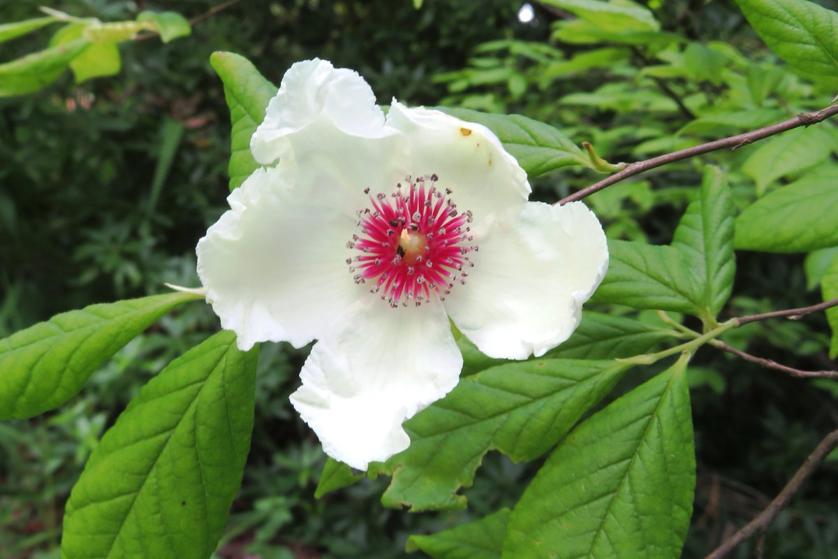 Plantheritage's tweet photo. Stewartia are flowering trees, related to Camellias - on Sun 29 Sep, 1-5pm you can visit the #NationalPlantCollection in #HighBeechesGarden in #Sussex
Find out more: https://t.co/CMsc31VXFw
#Stewartia https://t.co/NVj1yScMdE