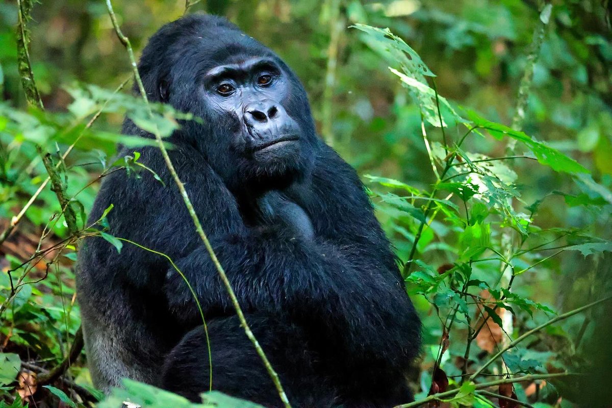RayCho_12's tweet photo. Today is #worldgorilladay24!!! 

Let’s raise awareness about importance of protecting gorillas and their habitats! 

#WorldGorillaDay #ProtectGorillas #SaveOurGorillas #GorillaConservation 

📷@NewmanDixon1 &amp; 2H Media https://t.co/hoOEIo5Lzs