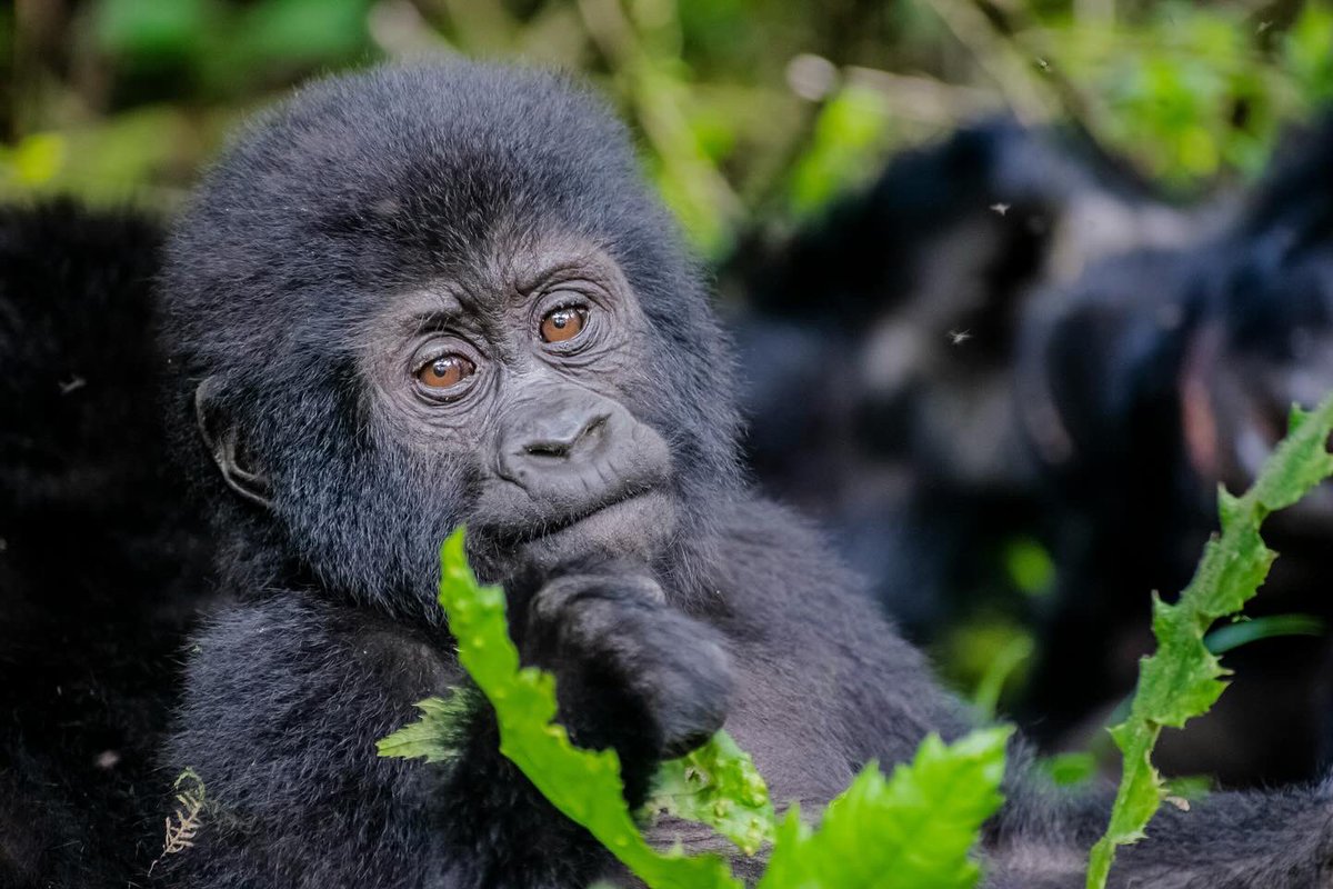 RayCho_12's tweet photo. Today is #worldgorilladay24!!! 

Let’s raise awareness about importance of protecting gorillas and their habitats! 

#WorldGorillaDay #ProtectGorillas #SaveOurGorillas #GorillaConservation 

📷@NewmanDixon1 &amp; 2H Media https://t.co/hoOEIo5Lzs