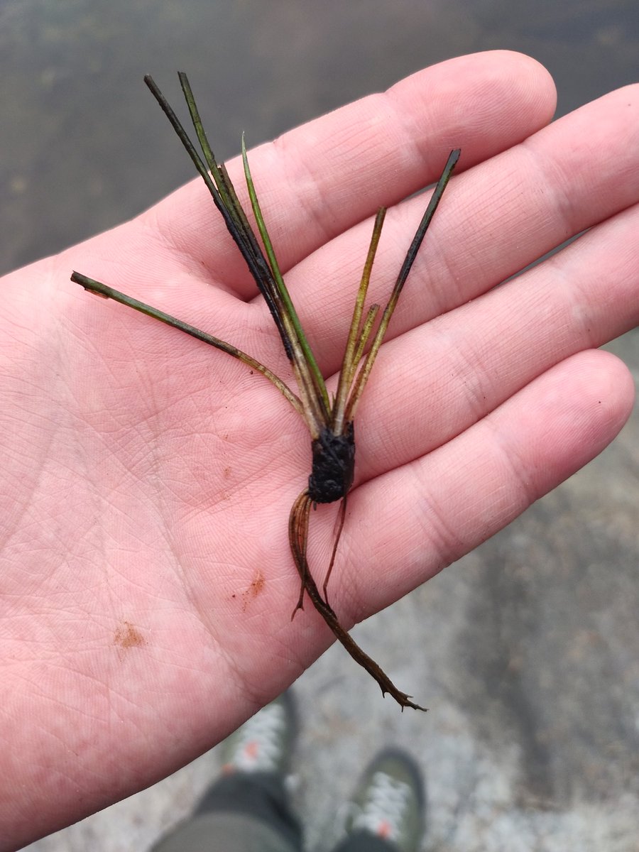 AlexisRastier's tweet photo. #botany Last Weekend, I went to the #Tyresta National Park (Sweden) for hiking in the spruce forests. Having lunch with a Swedish friend, I stumbled upon an Isoetes lacustris (Lycophyte - Isoetales), the closest living representative of the arborescent rhizomorphic lycopsids. https://t.co/CstHqLC72S