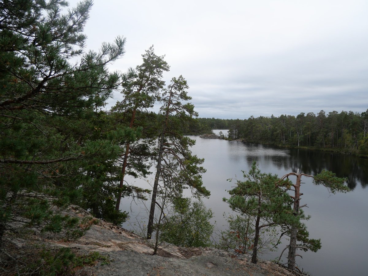 AlexisRastier's tweet photo. #botany Last Weekend, I went to the #Tyresta National Park (Sweden) for hiking in the spruce forests. Having lunch with a Swedish friend, I stumbled upon an Isoetes lacustris (Lycophyte - Isoetales), the closest living representative of the arborescent rhizomorphic lycopsids. https://t.co/CstHqLC72S