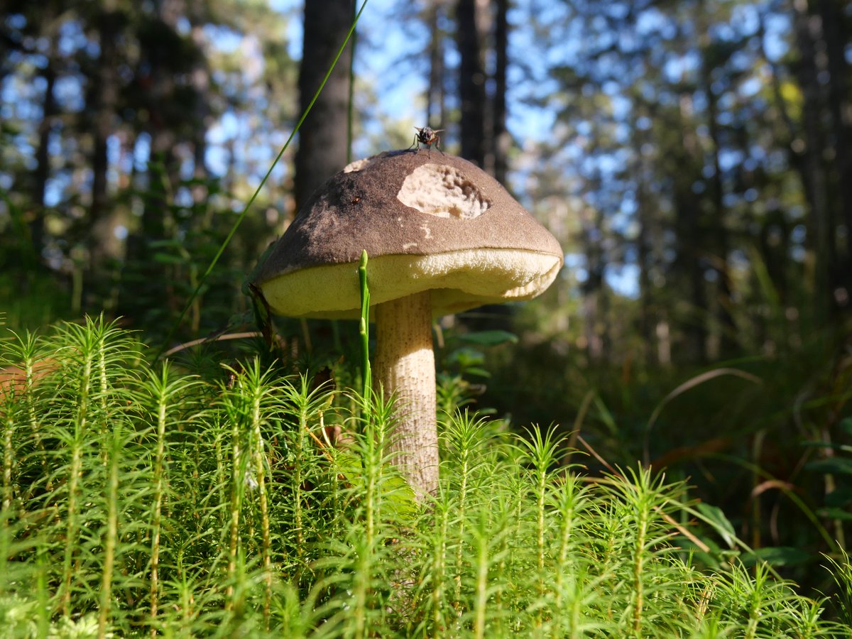 AlexisRastier's tweet photo. #botany Last Weekend, I went to the #Tyresta National Park (Sweden) for hiking in the spruce forests. Having lunch with a Swedish friend, I stumbled upon an Isoetes lacustris (Lycophyte - Isoetales), the closest living representative of the arborescent rhizomorphic lycopsids. https://t.co/CstHqLC72S