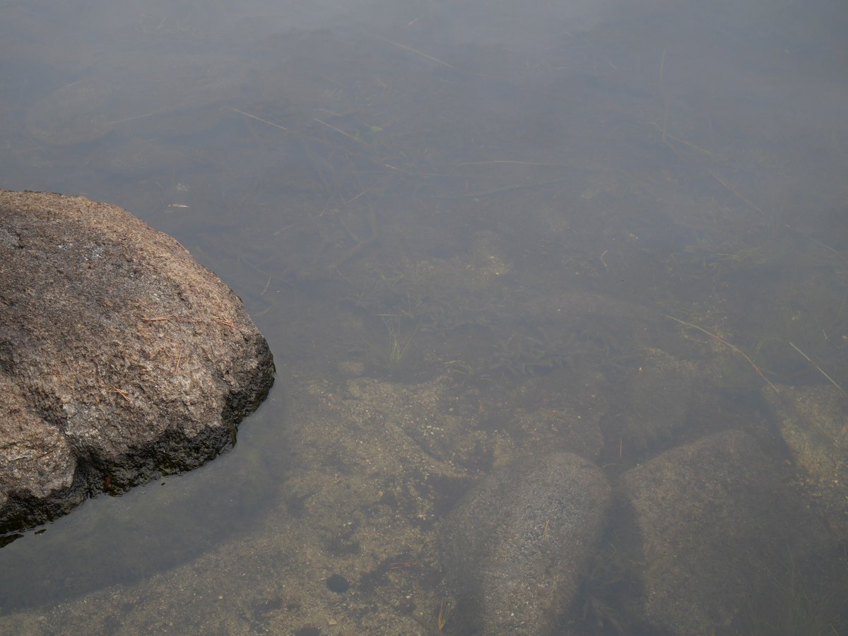 AlexisRastier's tweet photo. #botany Last Weekend, I went to the #Tyresta National Park (Sweden) for hiking in the spruce forests. Having lunch with a Swedish friend, I stumbled upon an Isoetes lacustris (Lycophyte - Isoetales), the closest living representative of the arborescent rhizomorphic lycopsids. https://t.co/CstHqLC72S