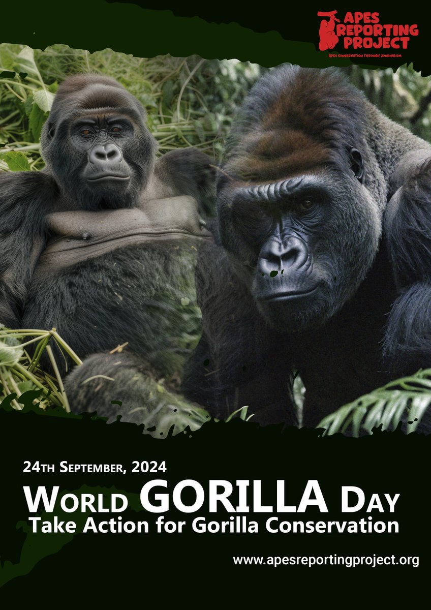 apesstories's tweet photo. On this #WorldGorillaDay, let's commit to taking action for gorilla conservation! 🦍🌿 By supporting sustainable tourism, protecting their natural habitats, and promoting conservation programs, we can help secure a future where #gorillas can thrive in the wild. https://t.co/q22qUiNizL