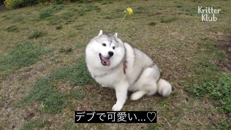 준깅은 허숙히이자 뚱보이자 돼지이자 뚱숙희이자