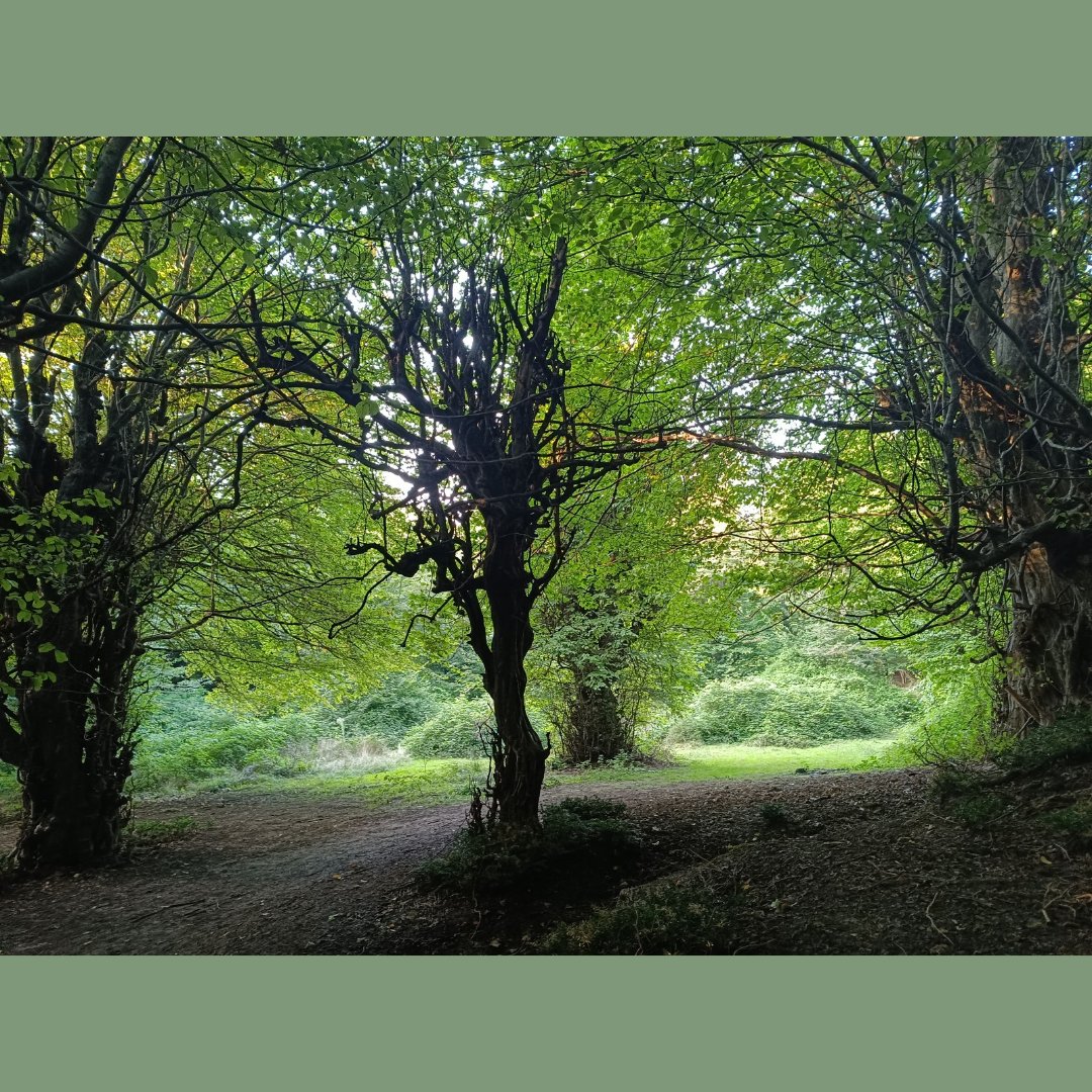 FoadMoradi7's tweet image. GM from Mazandaran jungles 🦁☀️🐻🐺🦊🐯🐯🐅

#foadmoradimusic