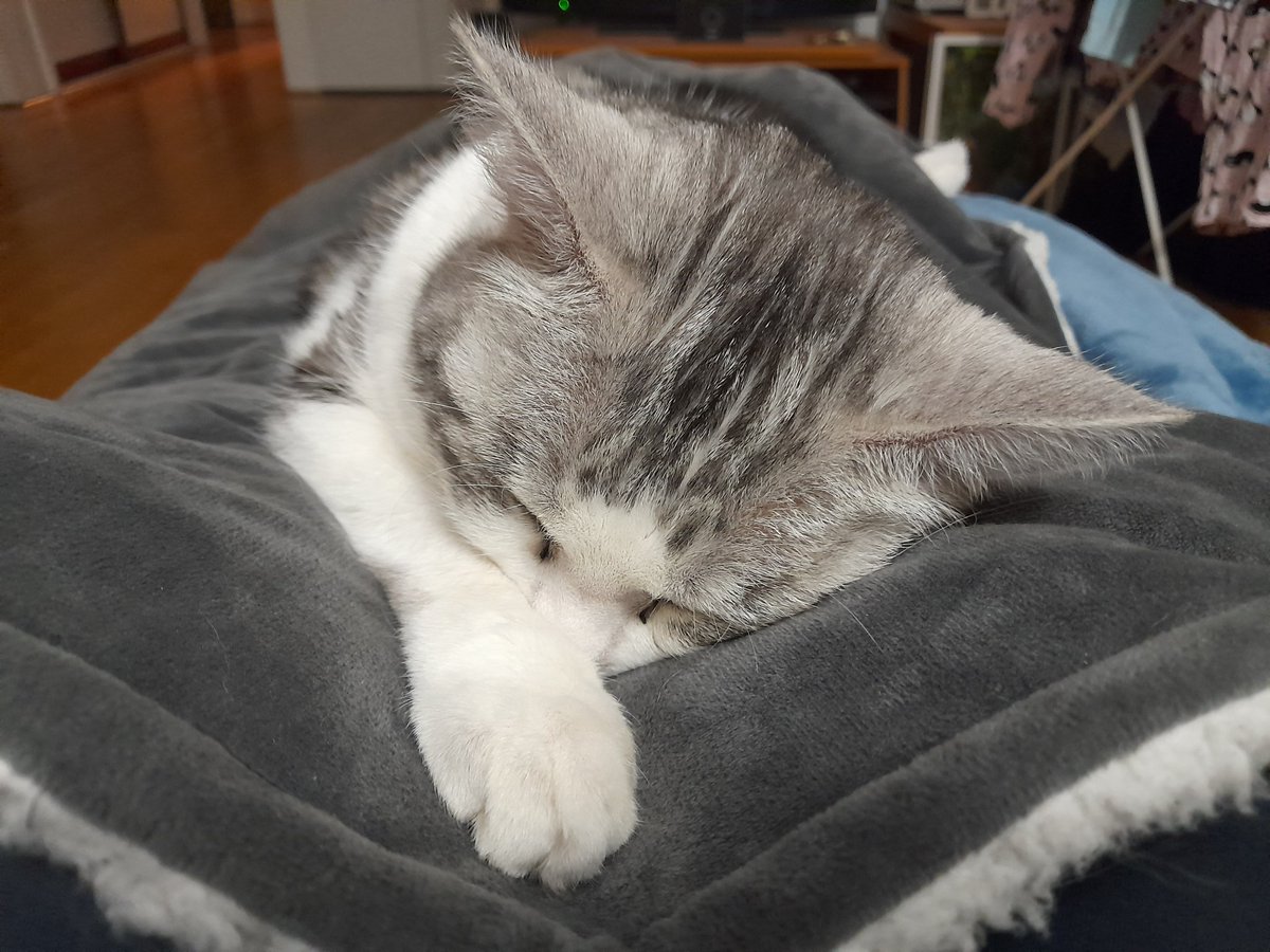 Writing Wombat tweet media