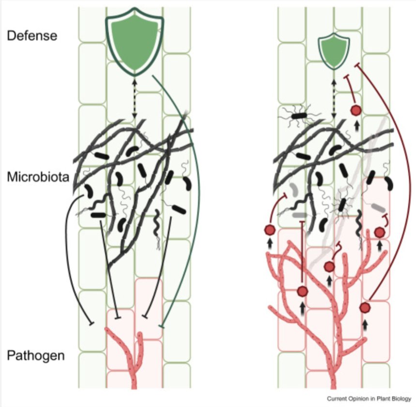mary williams (@plantteaching) on Twitter photo He is sharing some information from this nice new review article,
"Meddling with the
microbiota: Fungal tricks to infect plant hosts"
sciencedirect.com/science/articl…
and preprint by <a href="/f_mesny/">Fantin Mesny</a> biorxiv.org/content/10.110… He is sharing some information from this nice new review article,
"Meddling with the
microbiota: Fungal tricks to infect plant hosts"
sciencedirect.com/science/articl…
and preprint by <a href="/f_mesny/">Fantin Mesny</a> biorxiv.org/content/10.110…