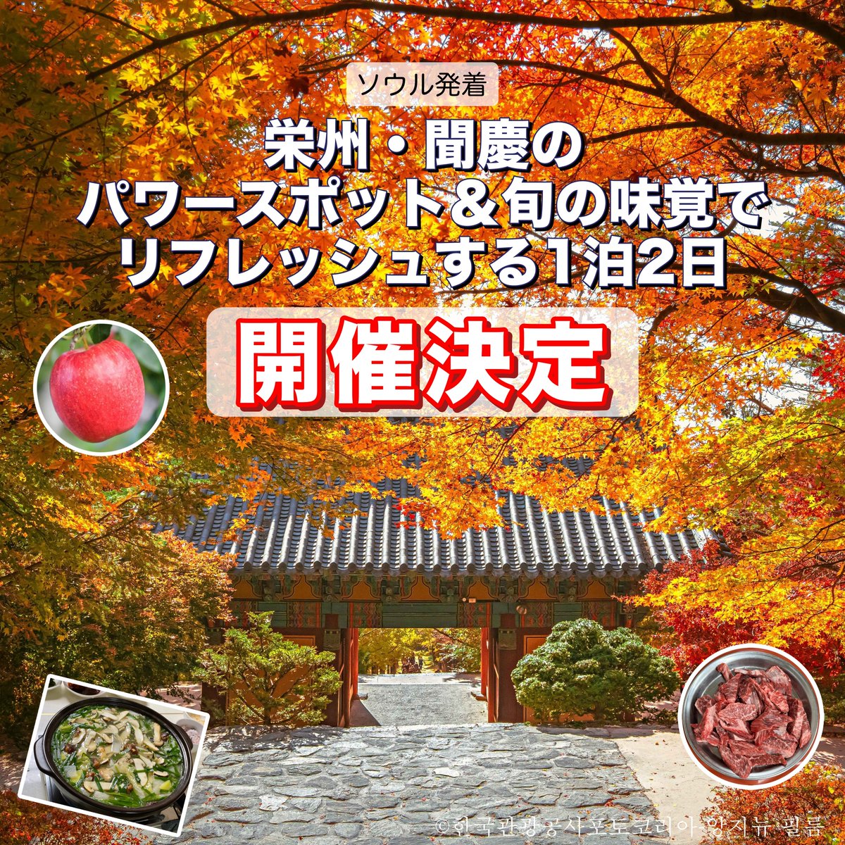 jayeonmi's tweet photo. 【❗️開催決定❗️】
11月2日(土)〜3日(日)ソウル発着｜栄州・聞慶のパワースポット＆旬の味覚でリフレッシュする旅、開催が決定しました〜〜〜〜👏👏👏  

募集開始時は一定人数未到達の場合、催行しないかも…という一抹の不安要素がある中、信じて航空券やホテルを抑えて予定を組み、お申込みくださった皆さまにまず、感謝申し上げます❣️  

そして、募集枠はまだ余裕がありますので、秋の予定をお考えの方はぜひ、参加をご検討いただけたら嬉しいです😀 

 秋の美しい景色と、美味しい旬のグルメを全身で楽しみましょう〜！  お待ちしています♪

お申し込み・お問い合わせ https://t.co/2C7ycWBDcF  VELTRAからもお申し込み可能です https://t.co/eCbnhz4XyJ  

#ジャヨンミツアー #韓国地方旅 #マイバスツアー #韓国旅行 #秋の韓国旅行 #栄州 #慶尚北道 #聞慶 #韓国の紅葉
