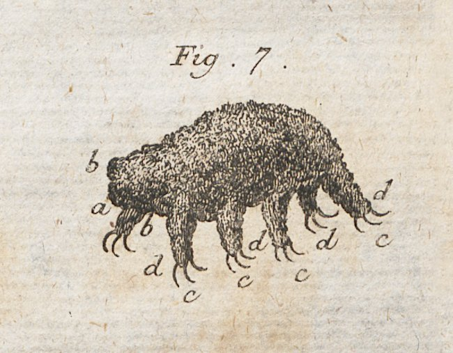 sovietsoleri's tweet photo. First image of a tardigrade, 1773. https://t.co/M5tL7yu6Ap