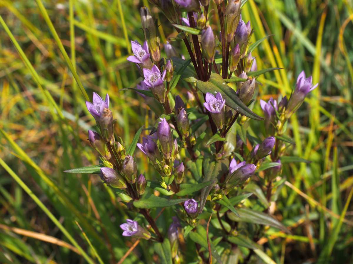 Rekordní rok. V národní přírodní památce Kopičácký rybník poblíž Chlumce n. Cidlinou vykvetly desítky tisíc vzácných hořečků nahořklých. Botanici tu napočítali 41 688 rostlin. Hořečkům prospívá záchranný program, na přípravu dalších je zaměřen evropský projekt PROSPECTIVE LIFE.