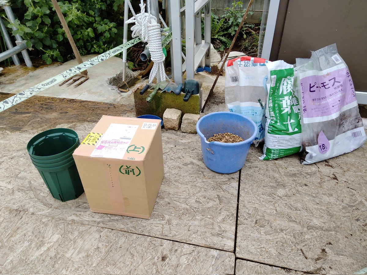 vso_osv's tweet photo. 9月24日(火)到着 57品種66苗
①#CdDM (#レディミュータント)
②#フィグフラワー
③#モロディカネヴァ
④#DDR (#ダマディロサ)
四角スリット4号鉢からロングスリット6号鉢へ鉢増し https://t.co/LKIGGsjGHn