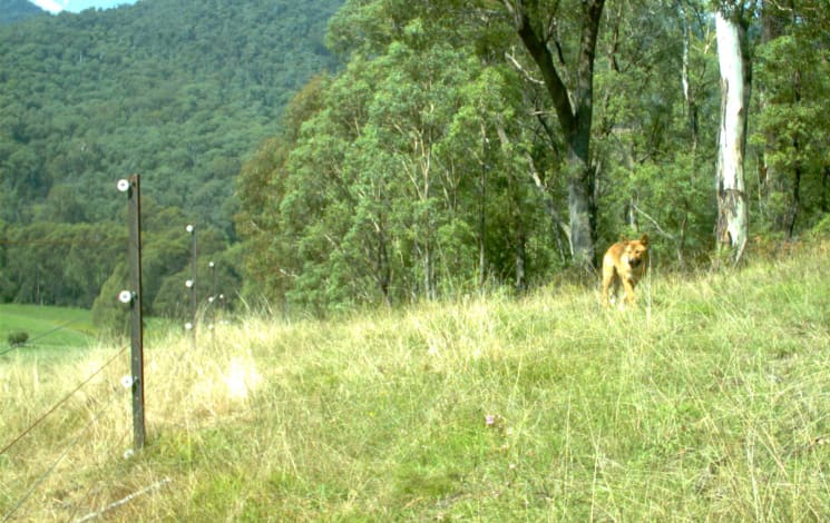 Victorian Farmers Federation (VFF) (@vicfarmers) on Twitter photo "Farmers are breathing a huge sigh of relief."- VFF Pres <a href="/GermanoEmma/">Emma Germano</a>
The Victorian Government has extended the unprotection order for dingoes in north east and eastern Vic until 2028, following months of sustained advocacy.
More: shorturl.at/SjYQl #vicfarmers "Farmers are breathing a huge sigh of relief."- VFF Pres <a href="/GermanoEmma/">Emma Germano</a>
The Victorian Government has extended the unprotection order for dingoes in north east and eastern Vic until 2028, following months of sustained advocacy.
More: shorturl.at/SjYQl #vicfarmers
