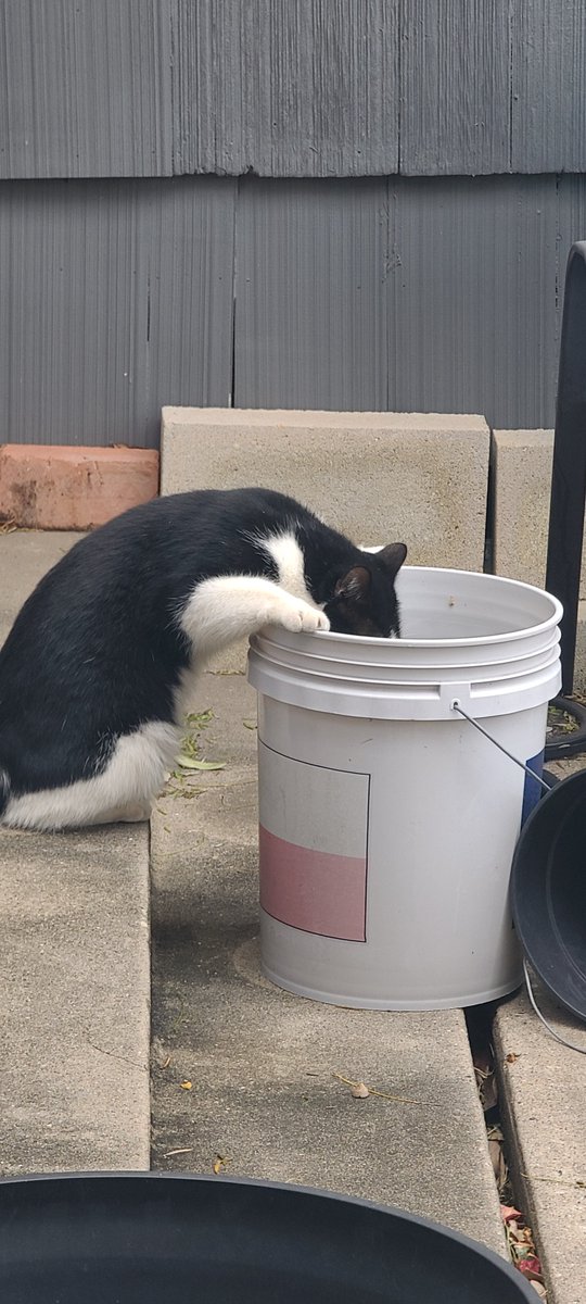 AG_Y_Not's tweet photo. Partied so hard, I think my cat has more of a hangover than me. https://t.co/e4JRxibIFk