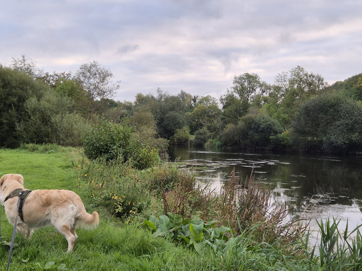 rachelmurphy's tweet photo. Morning walk #Blueway #Suir #Tipperary https://t.co/y11Y9jtcI3