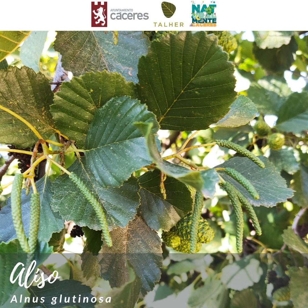 ¿Sabías que los alisos  tienen una relación especial con las bacterias que viven en sus raíces y fijan nitrógeno en el suelo mejorando la fertilidad? Previene la erosión de las orillas gracias a sus raíces profundas que estabilizan el suelo. ¿Lo sabías?
<a href="/Ayto_caceres/">Ayuntamiento Cáceres</a> <a href="/Talher_/">Talher</a>