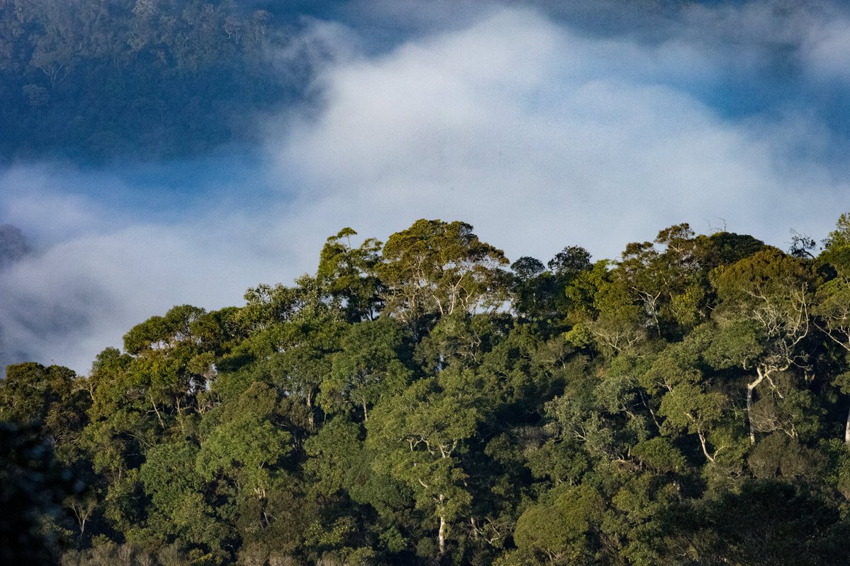 Antonelli Lab (@antonelli_lab) on Twitter photo PhD oportunity! We're looking for a doctoral researcher in tropical forest ecology, to be based at the University of Gothenburg in Sweden. Join us to contribute to ongoing research in the Atlantic Forest, Brazil. <a href="/araca_project/">ARAÇÁ Project</a> More details here: tinyurl.com/4hzcx662 PhD oportunity! We're looking for a doctoral researcher in tropical forest ecology, to be based at the University of Gothenburg in Sweden. Join us to contribute to ongoing research in the Atlantic Forest, Brazil. <a href="/araca_project/">ARAÇÁ Project</a> More details here: tinyurl.com/4hzcx662