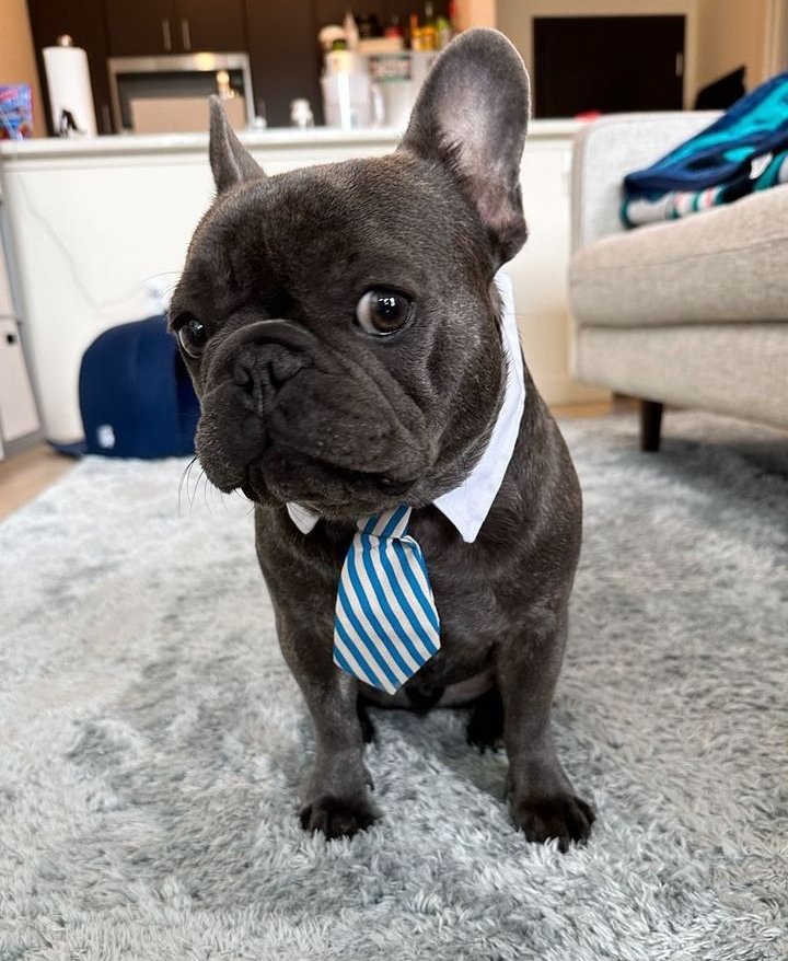 Frenchie bulldog tweet media