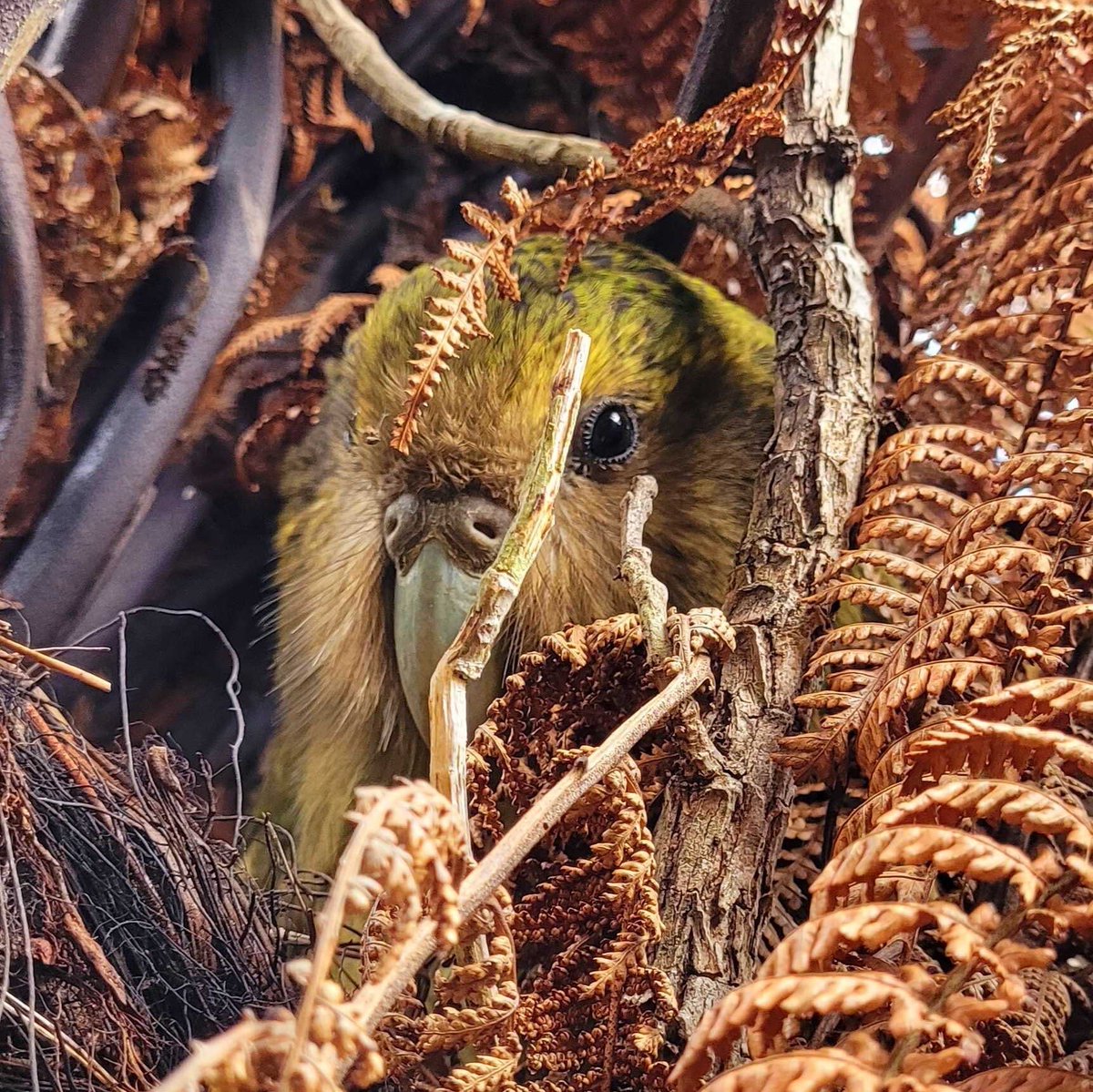 Sad to report two more #kakapo deaths. Madeline was euthanised in hospital after an irrecoverable bill injury, and Otepoti died after being found unwell. All three recent deaths are unrelated, but a reminder of the fragility of the population (244). #conservation 📸 Sarah Little
