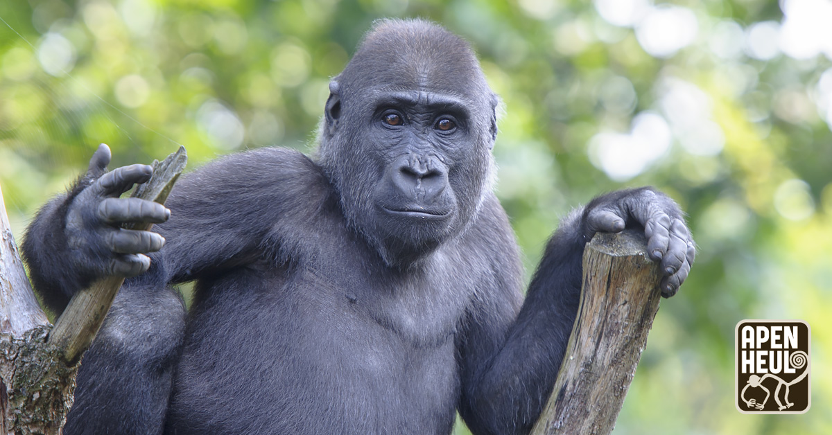 Een mooie foto van Bao Bao's zoon Kiango op deze Wereld Gorilladag! 🦍
#wereldgorilladag #worldgorilladay #gorilla