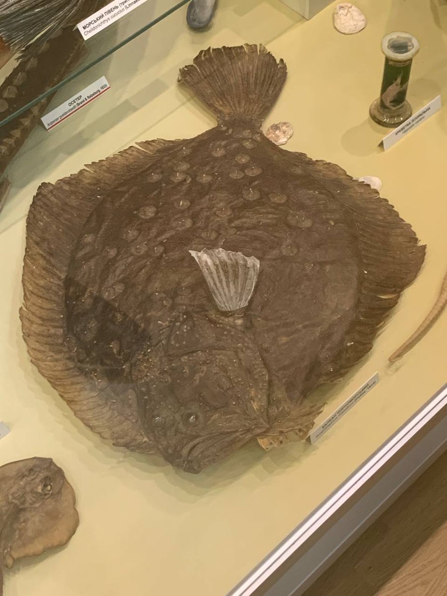 daimakkhan's tweet image. ріба