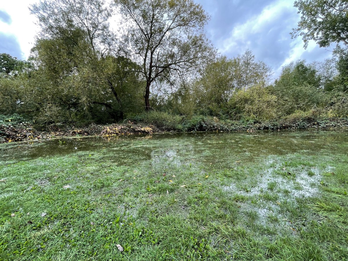 The River Brent was full and fierce yesterday and our floodplain was working overtime soaking up the excess water which otherwise might have caused worse problems downstream. Here's the grassed area taking up the water at Gurnell. Floodplains are vital natural sponges