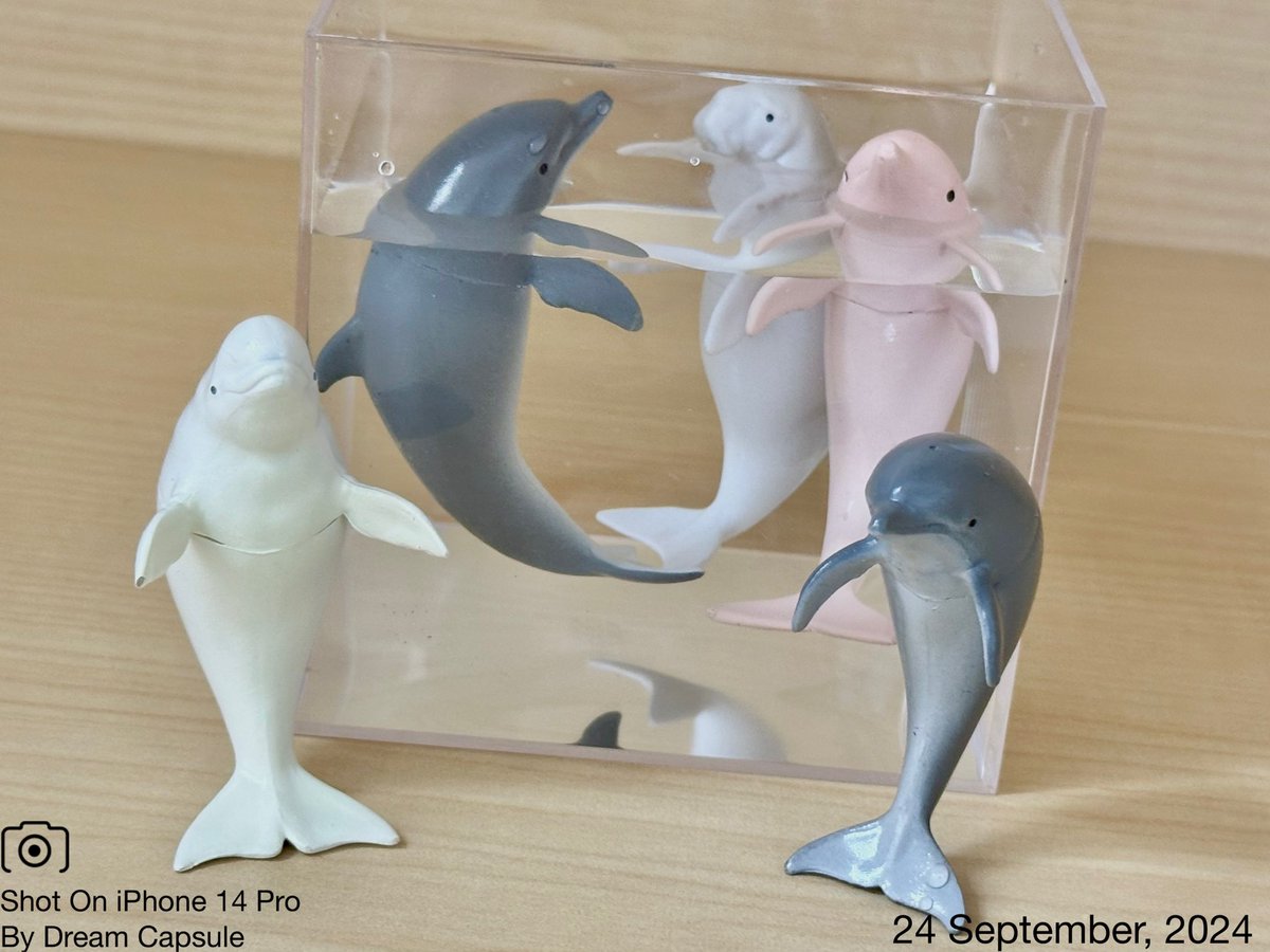 dreamcapsuleCEO's tweet photo. 🌟新入荷ガチャ商品プレゼントCP🌟

水にぷかぷか浮かぶ🐬イルカとジュゴンのフィギュアが登場！
「Puka Puka イルカとジュゴン」

フォロー&amp;RP(RT)していただいた方の中から抽選で2名様に全5種セットをプレゼント🎁
ドリカプへの入荷日とキャンペーン詳細は↓

#ドリームカプセル #ガチャ専門店 https://t.co/CmKCYyqSAY