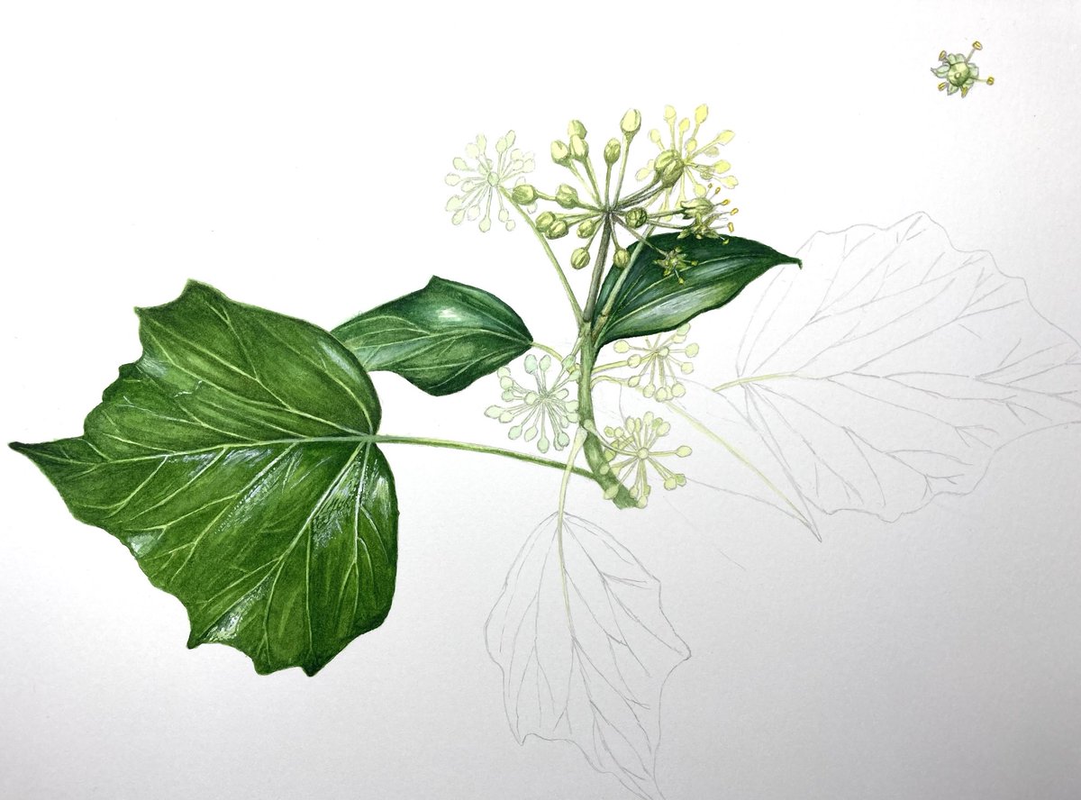 billdewilde's tweet photo. Working on flowering Ivy
Watercolour &amp; pencil
#paintseptember #painting #drawing #Tuesday #artist
#artistonX #flowers #artistoninstagram https://t.co/jrSwOxVzc8