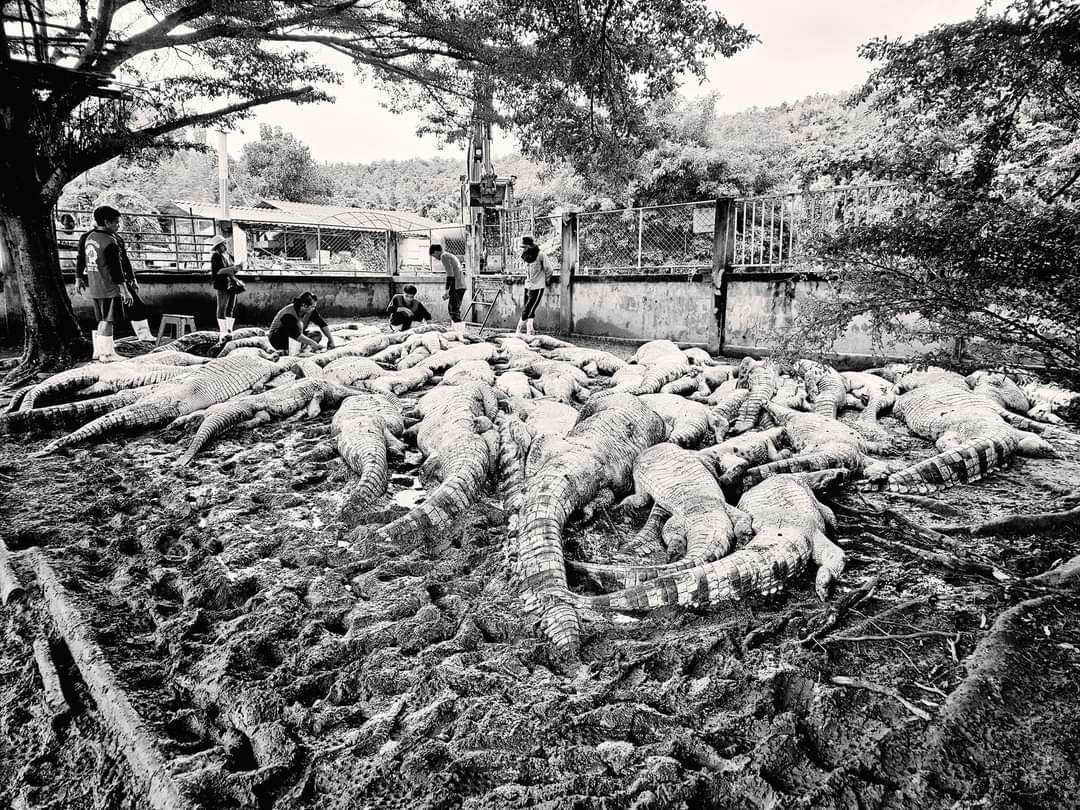 KhaosodEnglish's tweet photo. (2/2) He posted on FB yesterday saying this is the most difficult decision to make in 17 years, but he had to. He posted the photos of many crocodiles but didn't exactly say how many were slaughtered. #Thailand #Lampoon #flood https://t.co/4qISIvEs1J