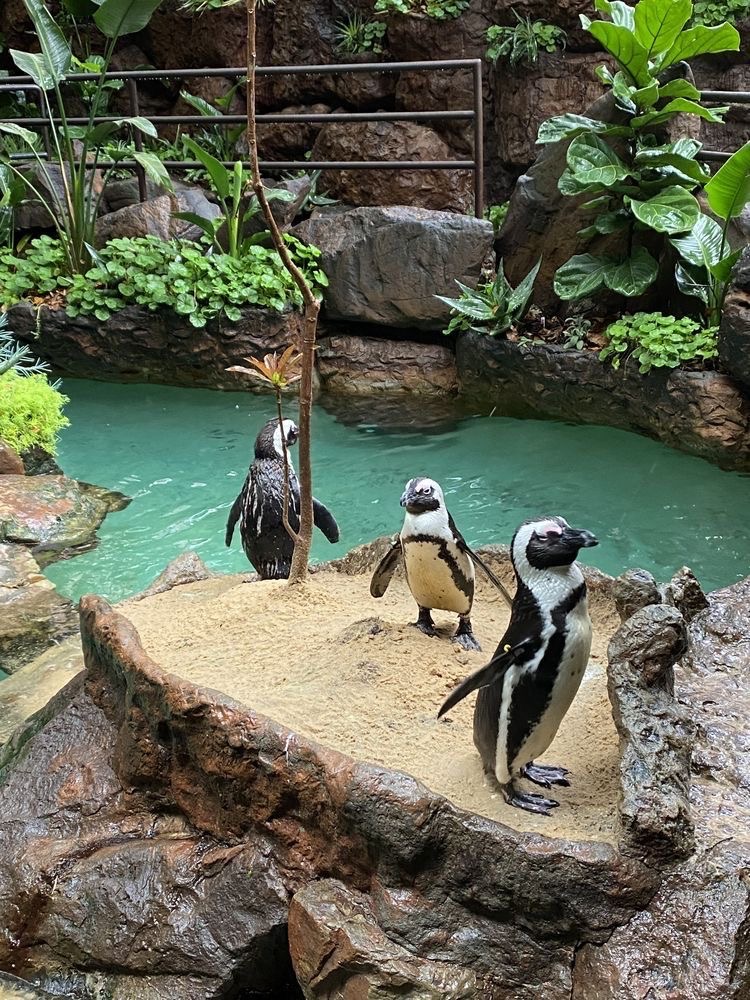 1ostinblueocean's tweet photo. —— ✭♡

          ,  #อาสาเหนือจรดใต้ปันน้ำใจให้น้อง_SBTU

warmest colour , warmest heart , warmest home

tb ; 📍 songkh1a zoo https://t.co/TSZoF3wAuN