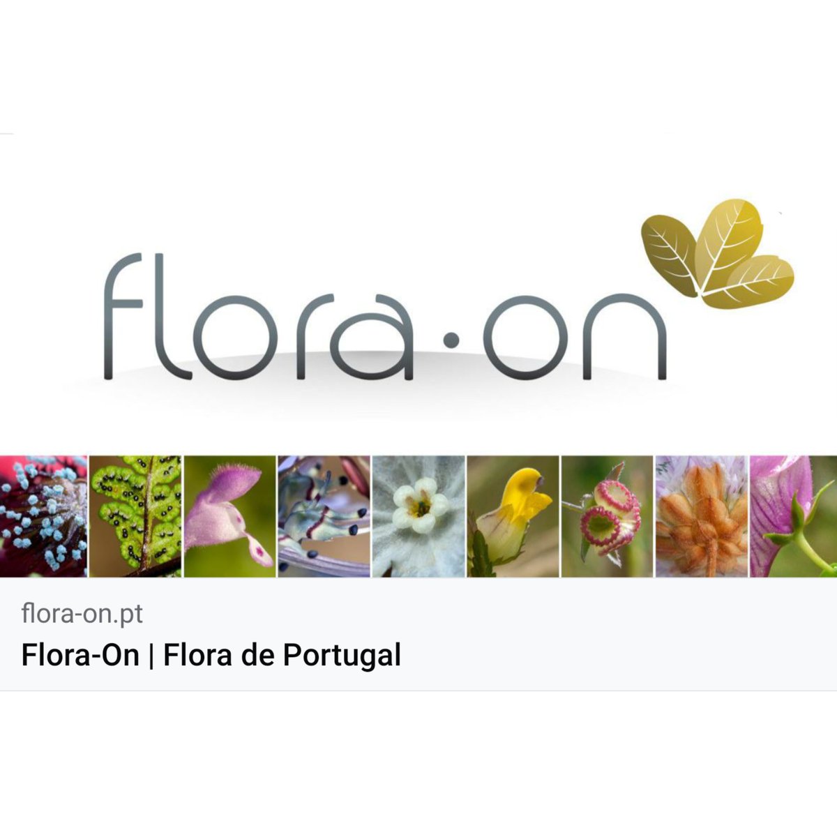 As 📷s do portal Flora-On são disponibilizadas pelos seus autores e pela <a href="/SpbotanicaL/">SPBotânica - LVF</a> sob a licença 'Creative Commons - Atribuição - Uso Não Comercial 4.0' (CC BY-NC 4.0) 🆒podendo ser usadas para fins não comerciais 🆓sem necessidade de autorização🆗, 
desde que 
🧵👇👇👇👇👇