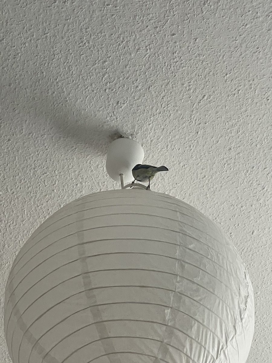 Mir ist gerade ein Vogel ins Zimmer geflogen