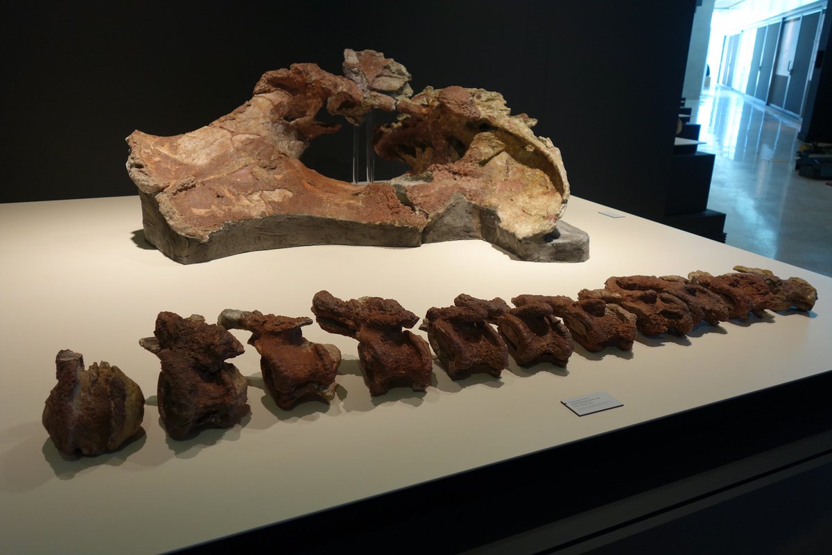 Tenemos saurópoda nueva en la oficina de #LoHueco: la “giganta amorosa” #Qunkasaura, publicada recientemente por <a href="/PD_Mocho/">Pedro Mocho 🏳️‍🌈🦕</a> et al. en <a href="/NatureComms/">Nature Communications</a> 

▶️ godzillin.blogspot.com/2024/09/tenemo…
#Cuenca #sauropod #dinosaurs