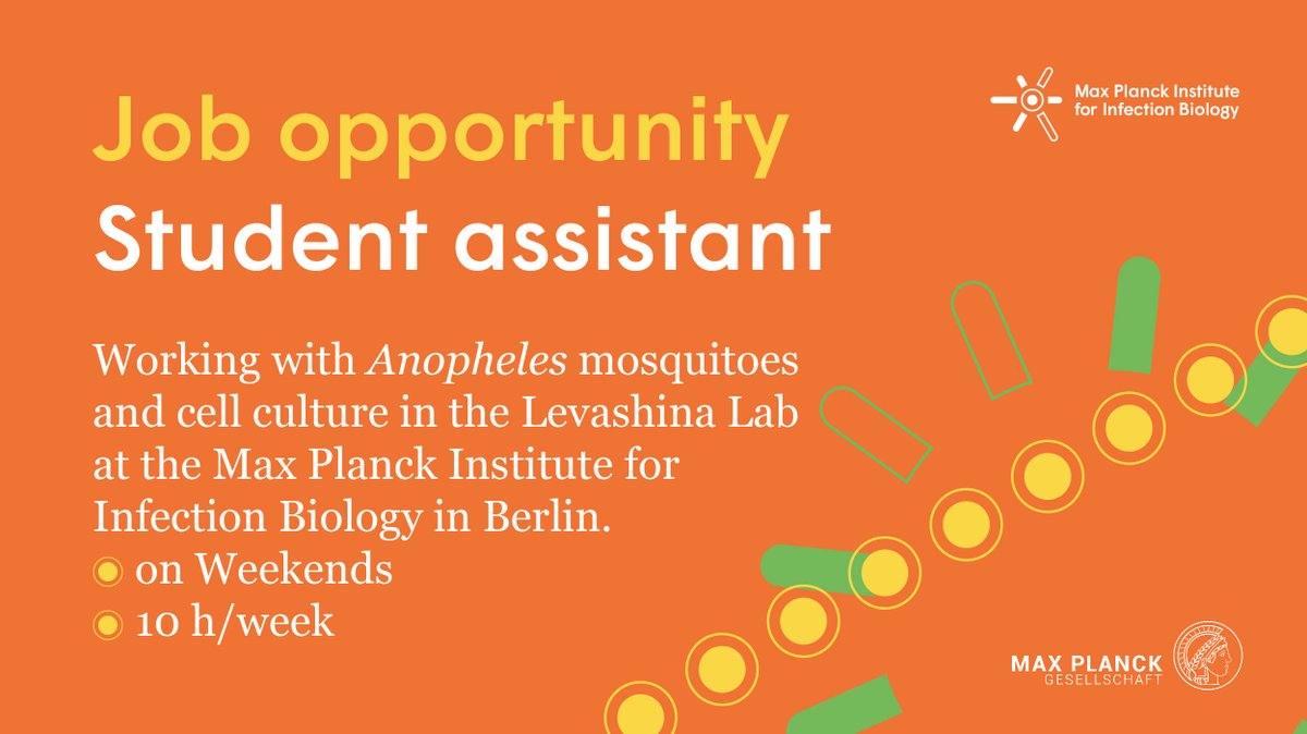 Max Planck Institute for Infection Biology (@mpiib_berlin) on Twitter photo Are you a student living in #Berlin and looking for a #job? Join the <a href="/e_levashina/">Elena Levashina</a> Lab (<a href="/mpiib_berlin/">Max Planck Institute for Infection Biology</a>) as student assistant for lab work with #mosquitoes. Great opportunity to gain lab experience.
📌 On weekends, 10 h/week
📌 Apply until 30.9.
📌 More info: mpiib-berlin.mpg.de/2173412/job_fu… Are you a student living in #Berlin and looking for a #job? Join the <a href="/e_levashina/">Elena Levashina</a> Lab (<a href="/mpiib_berlin/">Max Planck Institute for Infection Biology</a>) as student assistant for lab work with #mosquitoes. Great opportunity to gain lab experience.
📌 On weekends, 10 h/week
📌 Apply until 30.9.
📌 More info: mpiib-berlin.mpg.de/2173412/job_fu…