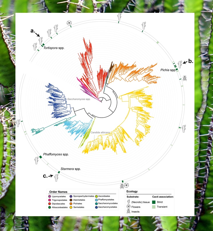 Convergent #evolution of #cactophily. <a href="/ciggoncalves/">Carla Gonçalves</a> <a href="/RokasLab/">RokasLab</a> &amp;co's study of 1,049 #yeast species reveals that across 17 convergent transitions to #cactus-association, adaptive traits evolved independently via disparate molecular mechanisms #PLOSBiology plos.io/4dgQGAu