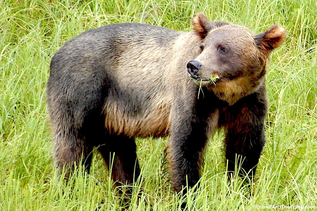 TravelAtWill's tweet photo. @LindaPeters64 @DoroLef @LiveaMemory @intheolivegrov1 @obligatraveler @OdetteDunn @pipeaway_travel @SleepingBearNPS @naturetechfam @TravelBugsWorld @magee333 @sl2016_sl Lots of great BC #Top4Bears for this week’s #Top4Theme https://t.co/GkTxiOKYLH