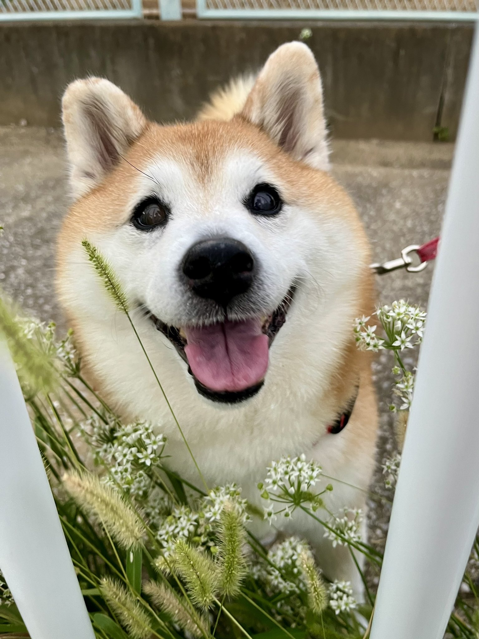 祥&柴犬のまるちゃん on X: 