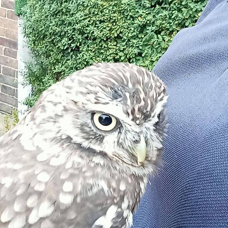 WeWalkandTalk's tweet photo. #WimbledonPark #walkandtalk split their walk on Saturday with some walking around the park and 14 others visited #AELTC Nature Weekend at the former golf course adjoining the park
#TheWalkandTalkMovement #WeWalkandTalk #LondonWildlifeTrust #NatureWeekend #WalkingandTalking #Walk https://t.co/ZenCS8ZNm5