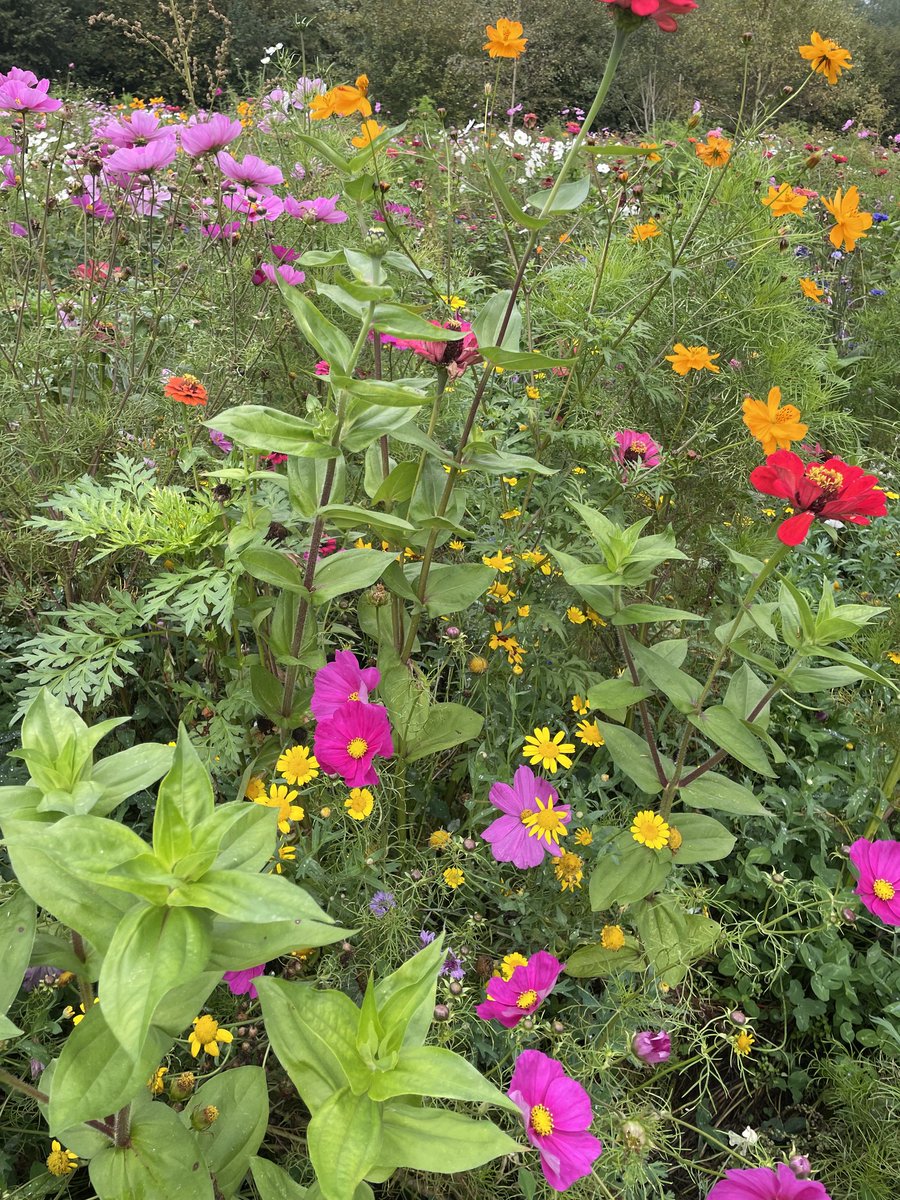 Rachel Wheeley tweet media