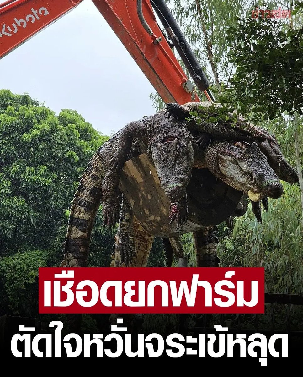 TarotYouuuu's tweet photo. มึง ฟาร์มจระเข้ที่ลำพูน ตัดสินใจจบชีวิตจระเข้ที่เลี้ยงมาทั้งหมดกลัวว่าจระเข้หลุดแล้วไปทำร้ายผู้คน เขาเลี้ยงจระเข้พวกนี้มานาน 17 ปีเลย เป็นการตัดสินใจที่ยากมากจริงๆ ครับ #น้ําท่วมเชียงใหม่ https://t.co/xsVMTW2f9c