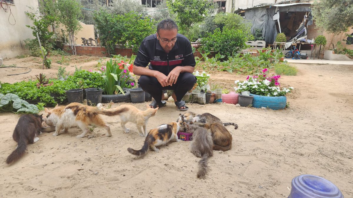 Just thinking about war makes us feel despair and frustrated...
Despite this we move forward..
Despite what is going on around us, my son, daughter and I are taking care of the remaining cats in the shelter. These are the 25 cats I have left, all of them rescue cats from before